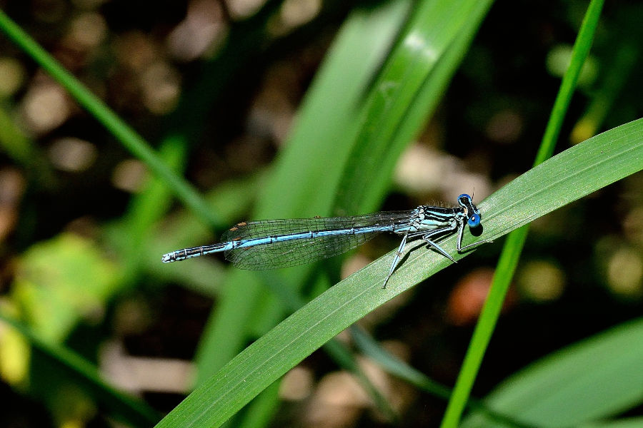 Hufeisen-Azurjungfer Coenagrion puella 1