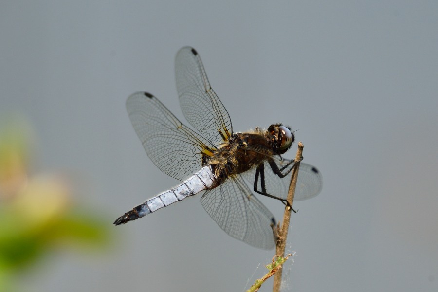 Grosser Blaupfeil Orthetrum cancellatum 1