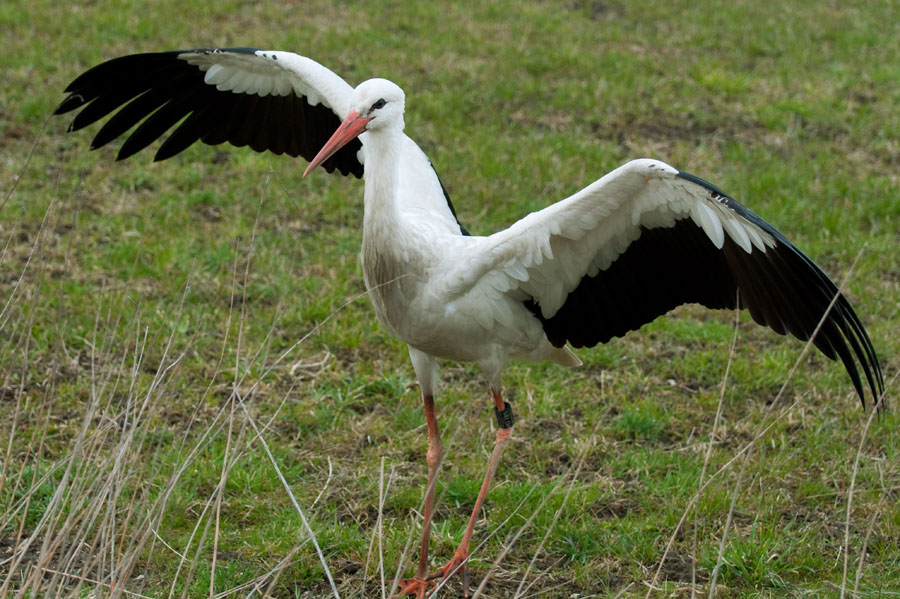 Weißstorch 2 Ciconia ciconia