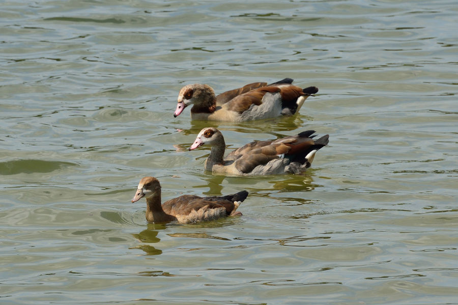 Nilgans Alopochen aegyptiacus 1