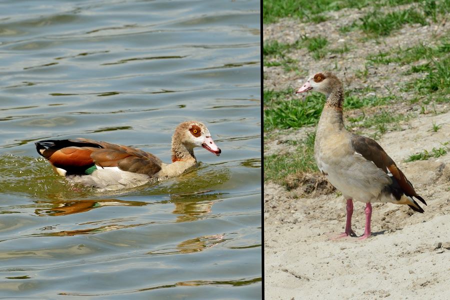 Nilgans Alopochen aegyptiacus 2