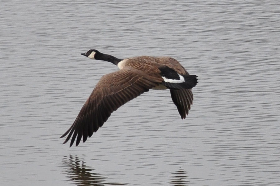 Kanadagans Branta canadensis 1