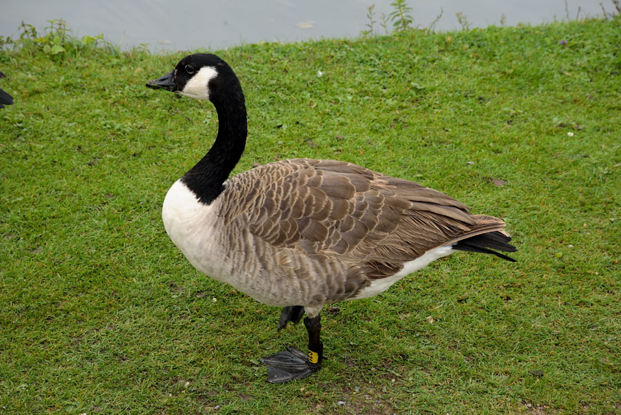 Kanadagans, Branta canadensis 2