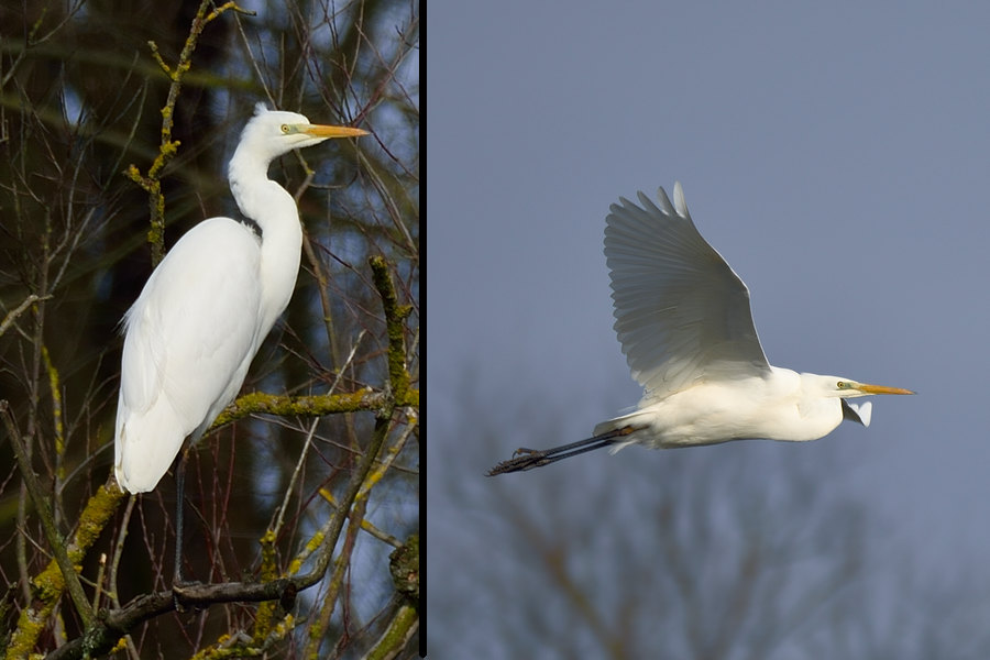 Silberreiher Ardea alba 1