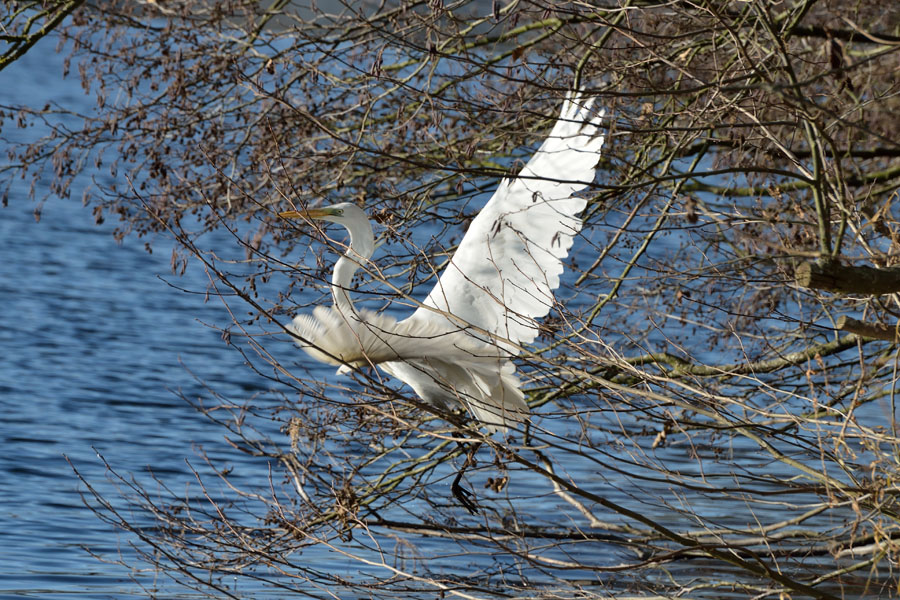 Silberreiher Ardea alba 2