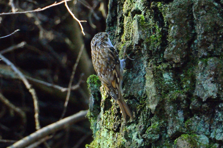 Waldbaumlaeufer 1 Certhia familiaris