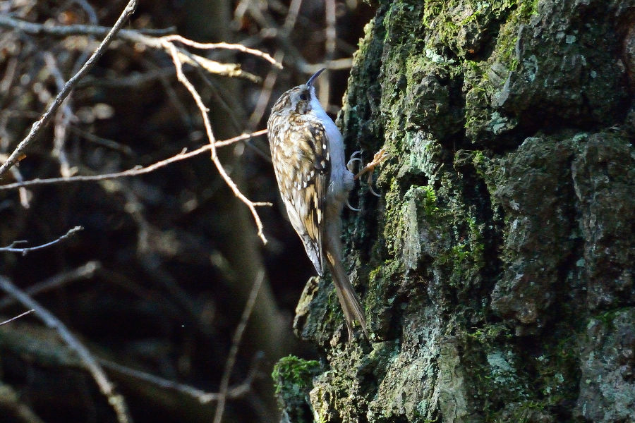 Waldbaumlaeufer 2 Certhia familiaris