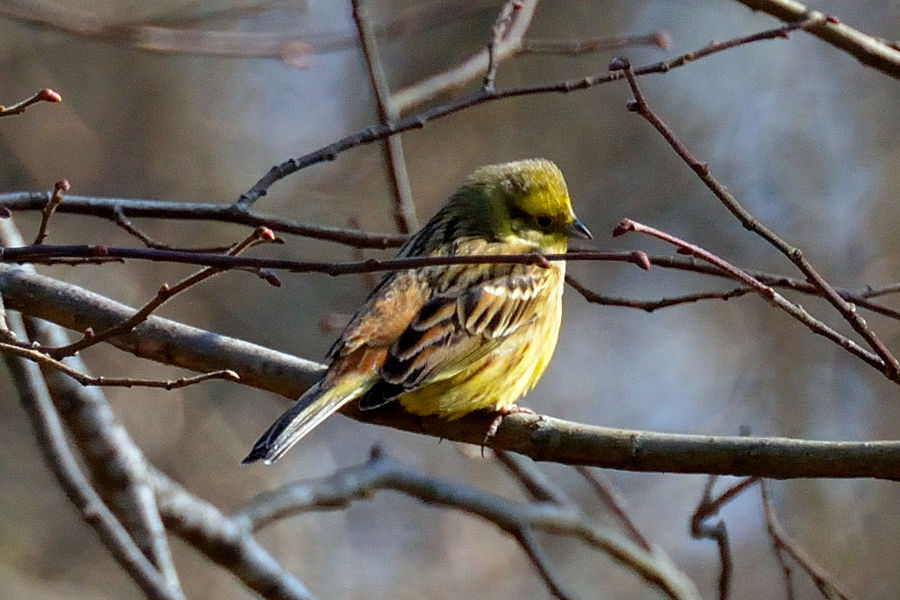 Goldammer 1 Emberiza citrinella