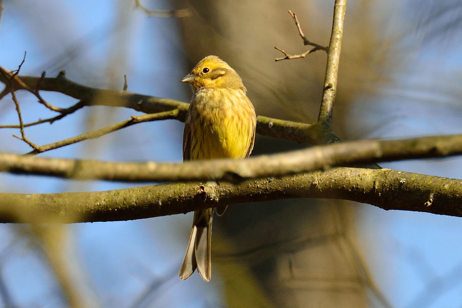 Goldammer 2 Emberiza citrinella