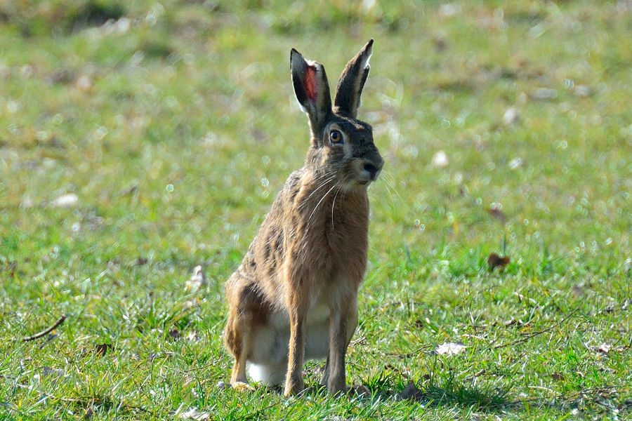 Feldhase Lepus europaeus 1