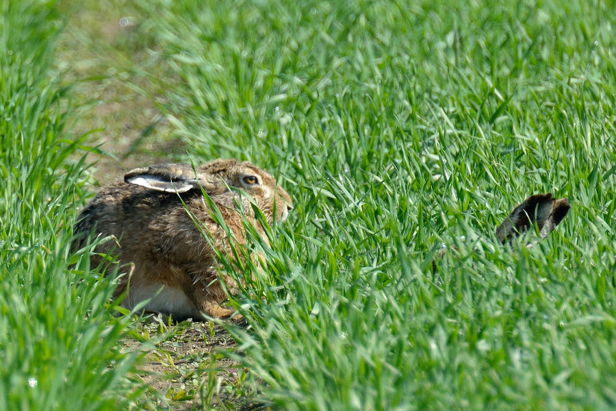 Feldhase Lepus europaeus 2