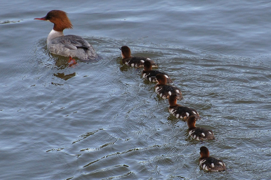 Gänsesäger weiblich Mergus merganser 1