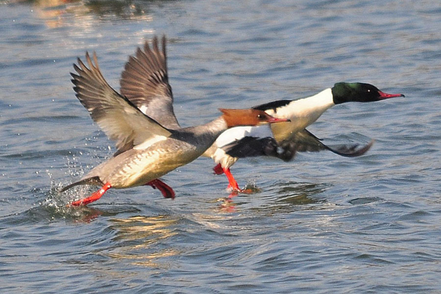Gänsesäger weiblich Mergus merganser 2