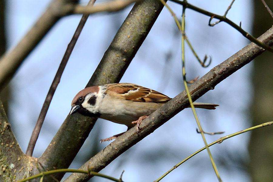 Feldsperling 1 Passer montanus