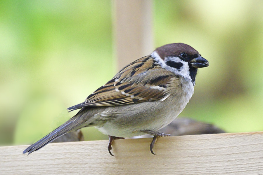 Feldsperling 2 Passer montanus