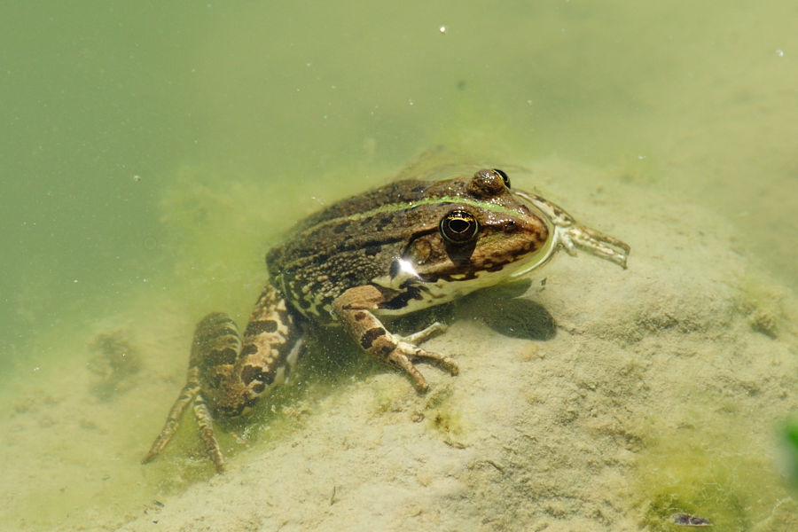 Teichfrosch 1 Pelophylax esculentus