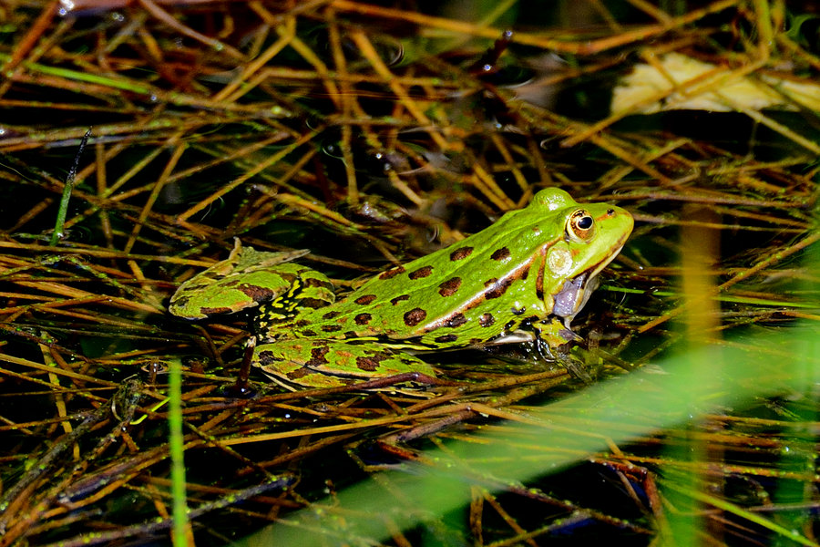 Teichfrosch 2 Pelophylax esculentus