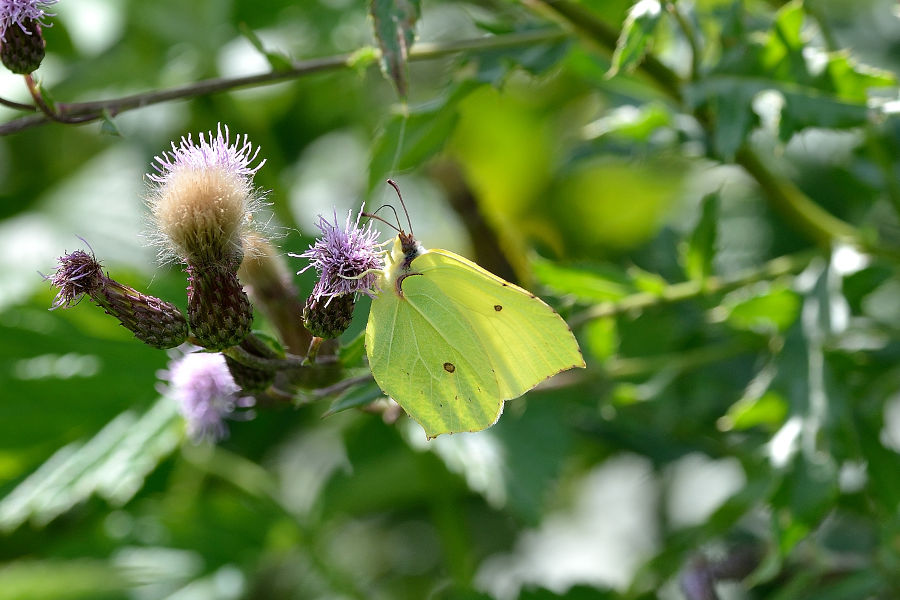 Zitronenfalter 1 Gonepteryx rhamni