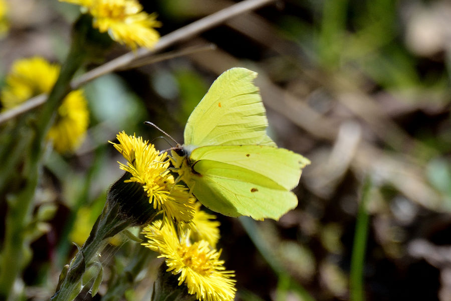 Zitronenfalter 2 Gonepteryx rhamni