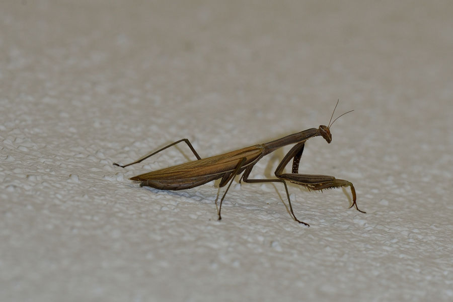 Gottesanbeterin Mantis religiosa