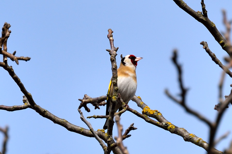 Stieglitz Carduelis carduelis 1