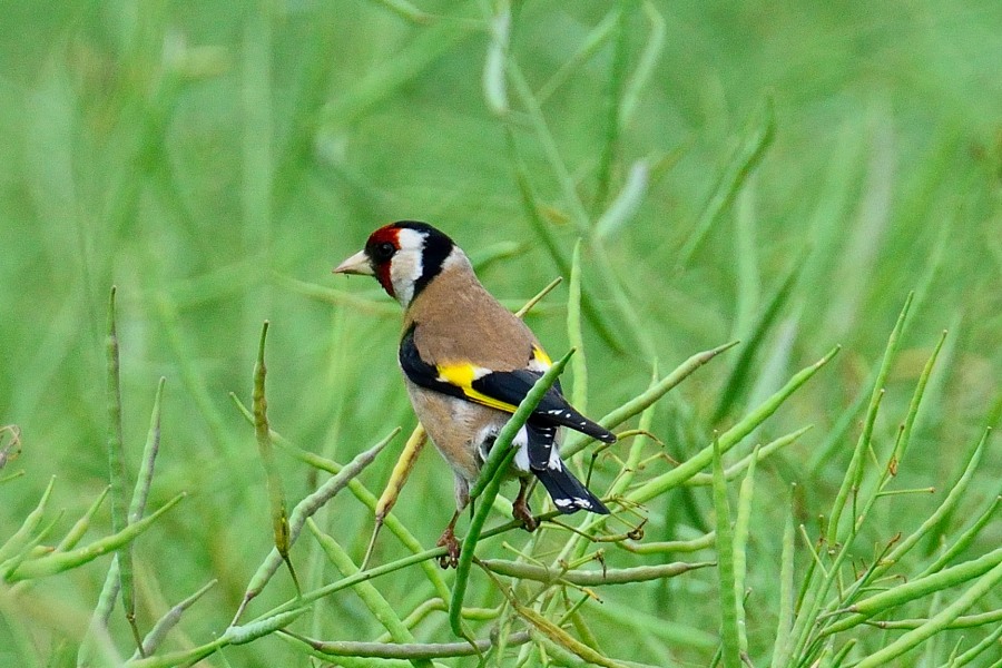 Stieglitz Carduelis carduelis 2
