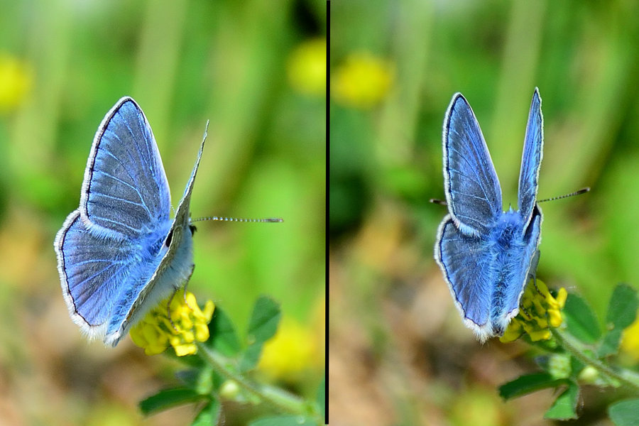 Hauhechel-Blaeuling Polymmatus icarus 1