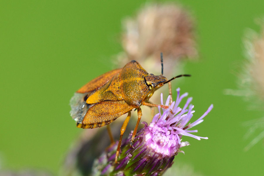 Purpur-Fruchtwanze Carpocoris purpureipennis 1