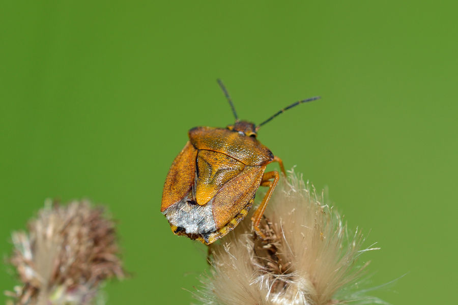 Purpur-Fruchtwanze Carpocoris purpureipennis 2