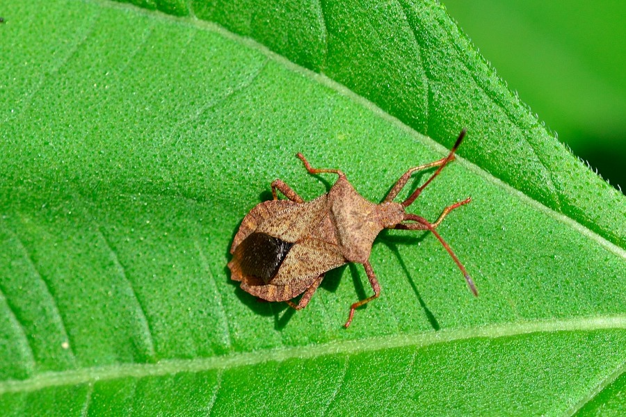 Lederwanze Coreus marginatus 1