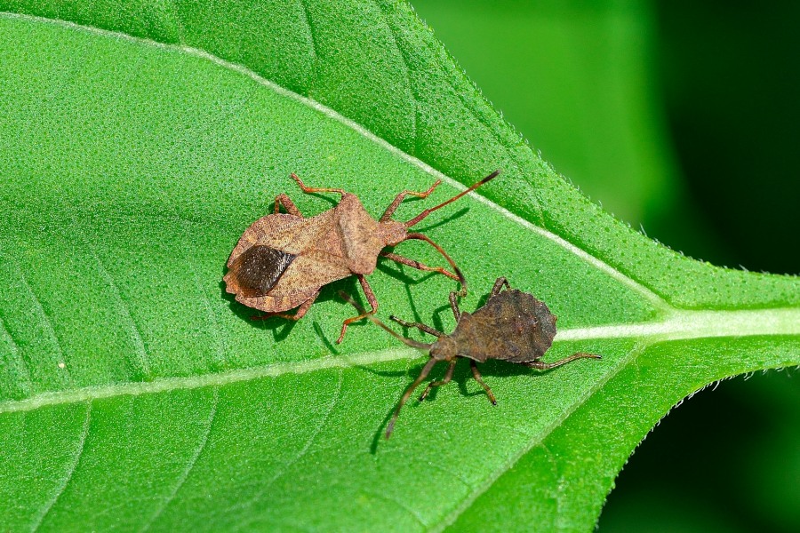 Lederwanze Coreus marginatus 2