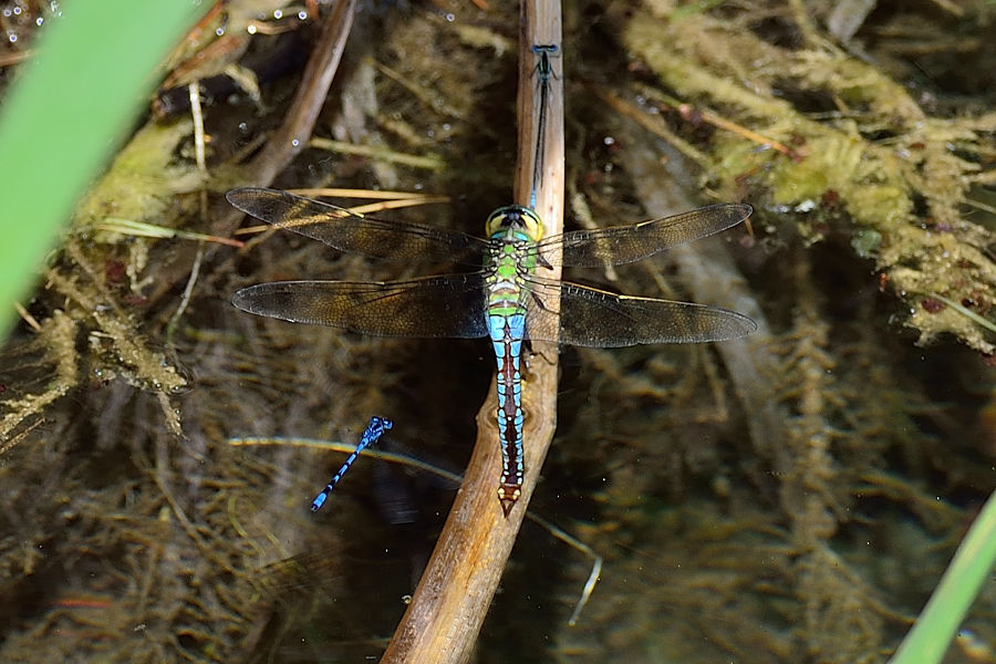 Bild 1 von Grosse Koenigslibelle Anax imperator