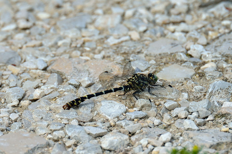 Bild 2 von Kleine Zangenlibelle Onychogompus forcipatus